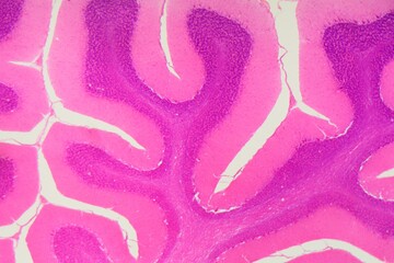 Human cerebellum under the microscope