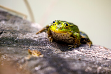 Pool frog (Pelophylax lessonae) outdoor