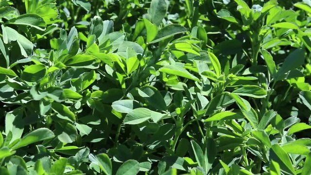 Green field of lucerne (Medicago sativa). Field of alfalfa in springtime. Fresh grass growing.