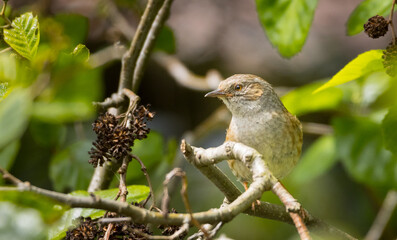 Small bird Dunnock. Small bird Dunnock lives across Europe, much seen in gardens.