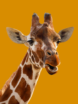 Funny portrait of a giraffe (Giraffa camelopardalis rothschildi)