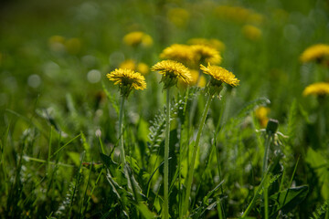 Green grass with yellow dandelions. Close-up of spring flowers