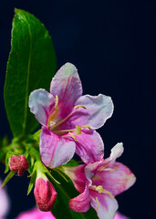 Fototapeta premium Weigela flower grows on a black background