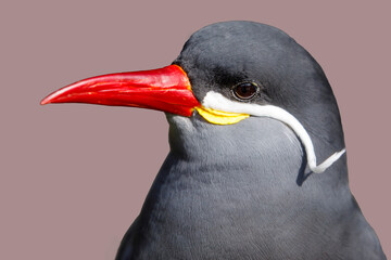 Inca tern (Larosterna inca) bird