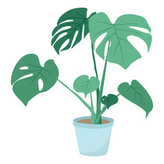 Vector isolated illustration on white background. Cartoon house plant in a pot. Large green leaves of monstera. Picture on the theme of home decor and growing plants.