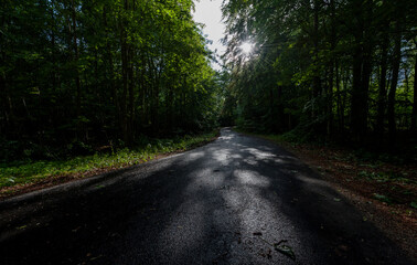 Fototapeta premium summer road in the forest in the rays of sunlight