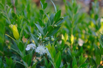 grass and flowers