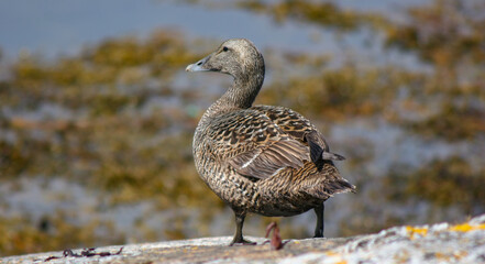Eider (Somateria mollissima) is a large coastal surface-grazing seabird in the genus Somateria