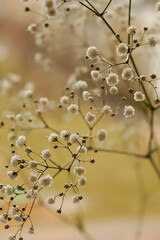 Fototapeta premium white flowers