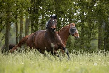 Pferde laufen in hoher Wiese  © Nadine Haase
