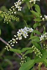Flowering bird cherry trees. White petals of inflorescences are pierced by the rays of the sun.