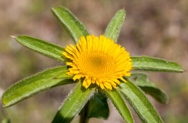 Macrophotographie de fleur sauvage - Astérolide épineuse - Asteriscus spinosus