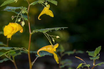 Macrophotographie de fleur sauvage - Balsamine des bois - Impatiens noli-tangere