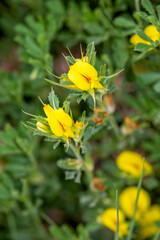 Macrophotographie de fleur sauvage - Bugrane naine - Ononis pusilla