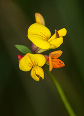 Fototapeta premium Macrophotographie de fleur sauvage - Lotier de Delort - Lotus delortii