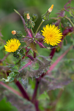 Macrophotographie de fleur sauvage - Laiteron &eacute;pineux - Sonchus asper
