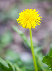 Macrophotographie de fleur sauvage - Pissenlit officinal - Taraxacum campylodes