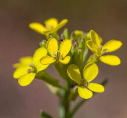 Macrophotographie de fleur sauvage - Vésicaire - Alyssoides utriculata