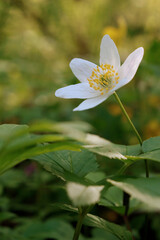 white flowers in the forest