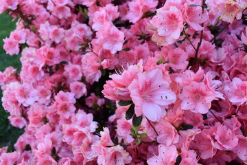 Fototapeta premium Closeup of Pink Azalea Blossoms