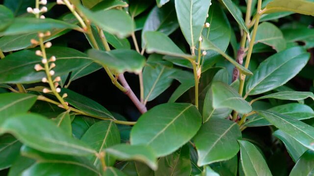 Evergreen blooming laurel bay tree in the garden, fresh bay leaves and small white flowers in bloom. Laurel bay leaves used as an aromatic herbal spices in cooking industry, concept of aromatherapy