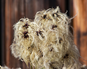 magnifique fleur sauvage en automne