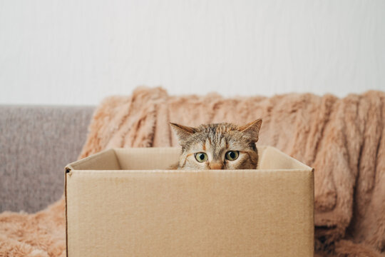 Domestic ginger cat in a cardboard box is playing the game "hunter".