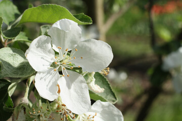Blooming apple tree - a branch with white flowers on a background of green grass and trees in the garden on a sunny spring day