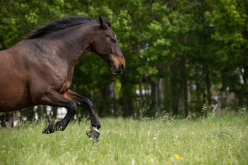 Pferd galoppiert ins Bild