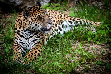 Fototapeta na wymiar very close-up of the leopard, one of the fastest predators with its beautiful colors