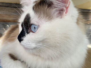 The head and muzzle of a white with black spots fluffy beautiful cat with blue eyes and long whiskers and ears, lying on the bed
