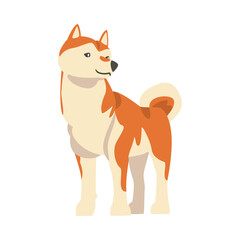 Shiba Inu as Japanese Breed of Hunting Dog with Prick Ears and Curled Tail in Standing Pose Vector Illustration