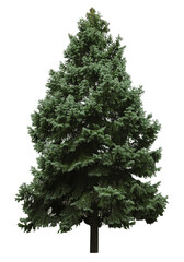 Beautiful evergreen fir tree on white background