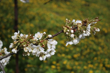 Cherry blossoms in bloom, with a dandelion in the background.