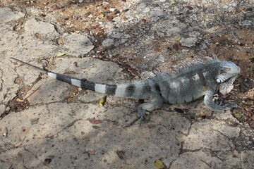 Travels in Curaçao (Curacao), ABC Islands | Iguana