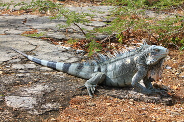 Travels in Curaçao (Curacao), ABC Islands | Iguana
