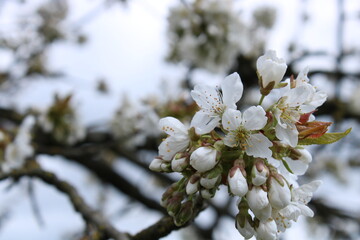 Flowers of cherry blossoms, there is a blue sky in the background.