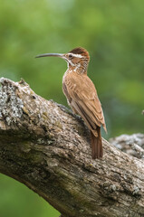 Scimitar-billed Woodcreeper, Calden forest, La Pampa, Argentina.