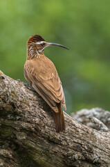 Scimitar-billed Woodcreeper, Calden forest, La Pampa, Argentina.