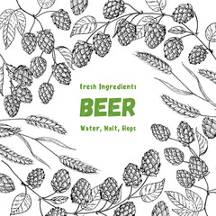 Hops and malt sketch. Beer ingredients vector illustration. Vintage design. Brewery design template. Beer hop illustration. Hand drawn sketch design.