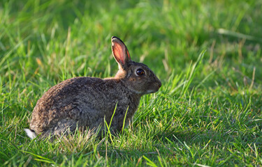 Fototapeta premium Young Rabbit sitting in meadow grass