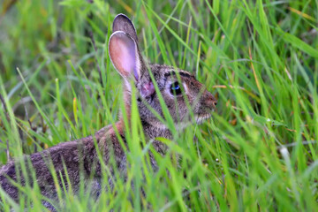 Close up of Rabbit in long grass