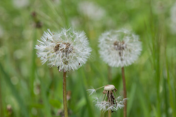 Fototapeta premium dandelion produces seeds in weeds