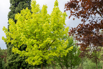 Fototapeta premium fresh spring leaves, spring bright green, nature