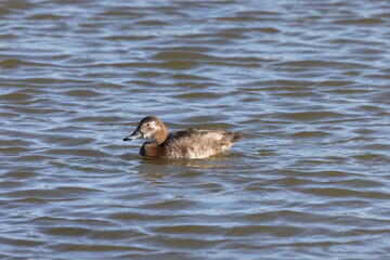 Female Mallard