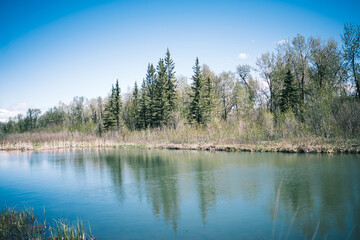 Fototapeta premium Wetlands in Alberta Canada 