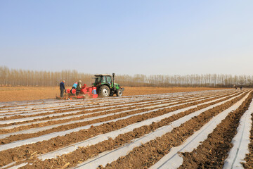 Farmers drive planters to plant taros in the fields.