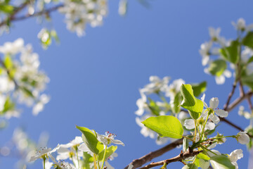 branch of pear tree with pear blossoms framing a blue sky background