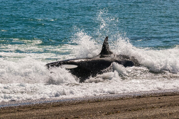 Killer whale stranding on the beach, Peninsula valdes, Patagonia Argentina