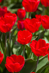Background of red tulips. A beautiful tulip in a meadow. A flower bud in the spring in the sun. Flower bed. Tulip close-up. Red flower